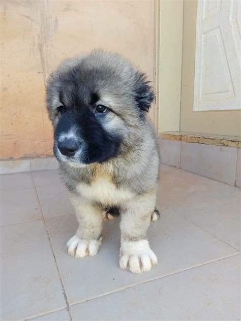 Caucasian Dogs & Puppies in Nigeria for sale Prices on .
